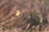 20111031_Langstaartklauwier_Den helder_08